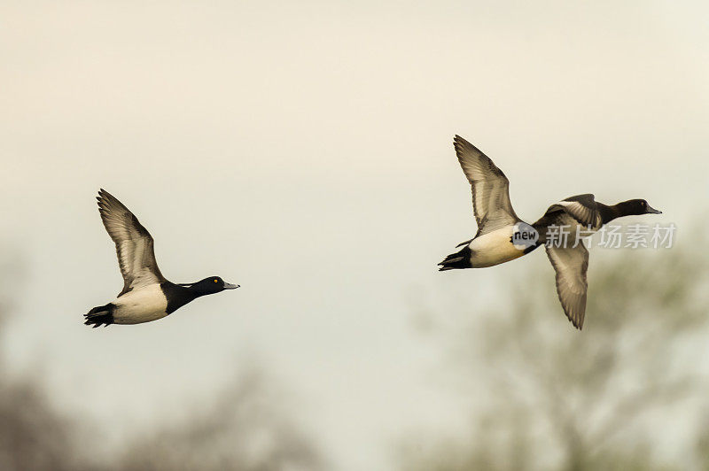 从Ridley Hide看，在Gosforth公园的自然公园里，丛鸭飞过湖面